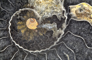 Mellott Black Ammonite Fossil H